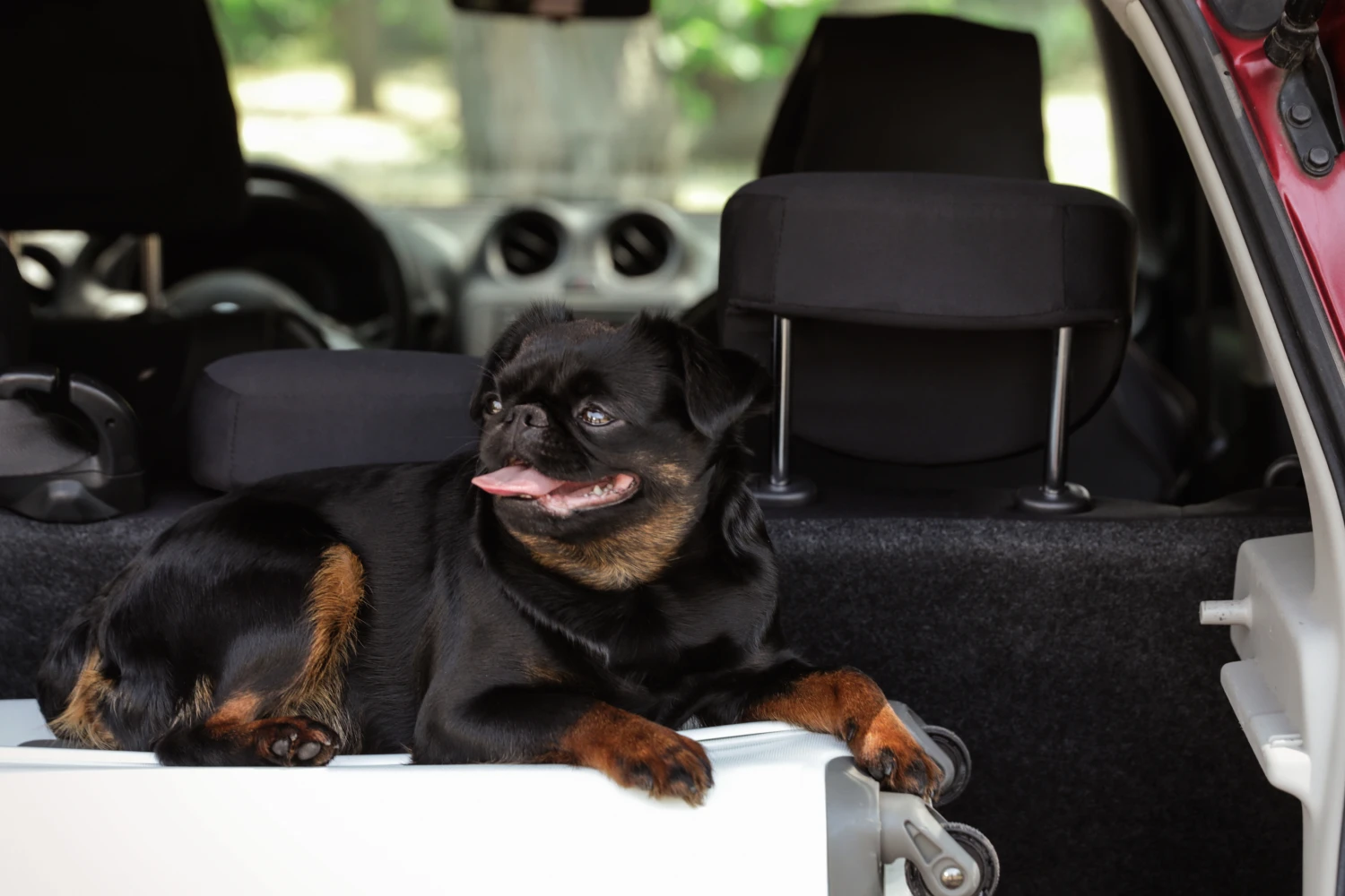 Kia Telluride Dog Carrier Car Seat for Brussels Griffon